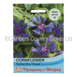 Thompson & Morgan Cornflower Trail Blue Carpet